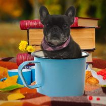 フレンチブルドッグ