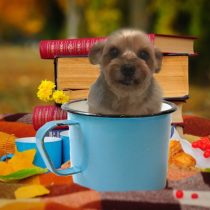 ヨークシャーテリア