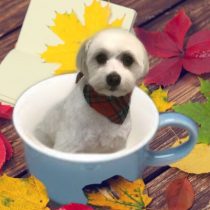 パピヨン×マルチーズmix