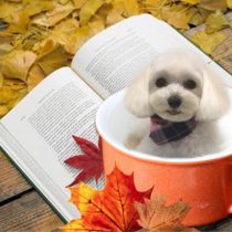 マルチーズ×トイプードルmix