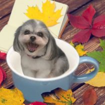 シーズー×マルチーズmix