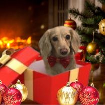 Mダックスフント