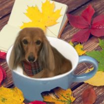 Mダックスフント