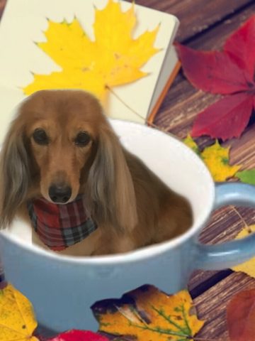 Mダックスフント