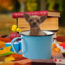 ヨークシャーテリア