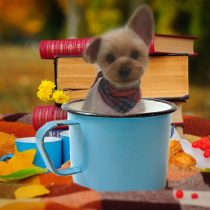 ヨークシャーテリア