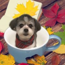 マルチーズ×チワワmix