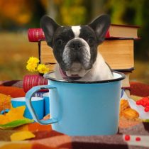 フレンチブルドッグ