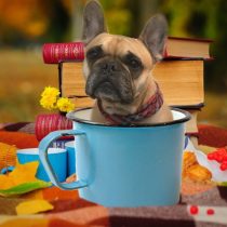 フレンチブルドッグ