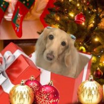 Mダックスフント