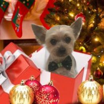 ヨークシャーテリア