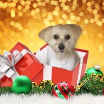 マルチーズ×トイプードルmix