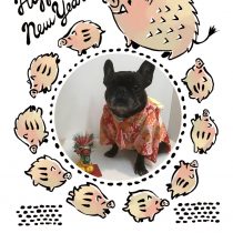 フレンチブルドッグ