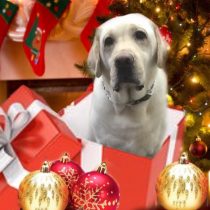 ラブラドールレトリーバー