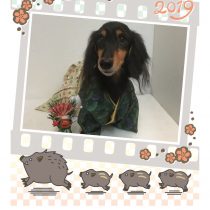 Mダックスフント