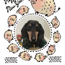 Mダックスフント