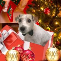 ジャックラッセルテリア