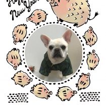 フレンチブルドッグ