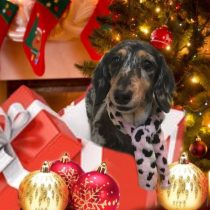 Mダックスフント