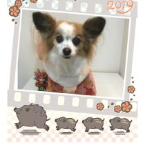 パピヨン×チワワmix