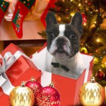 フレンチブルドッグ