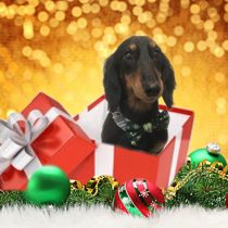 Mダックスフント