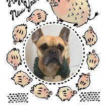 フレンチブルドッグ