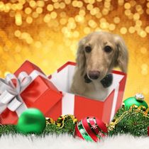 Mダックスフント