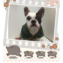 フレンチブルドッグ