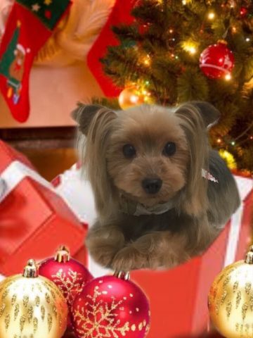 ヨークシャーテリア