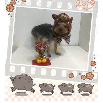 ヨークシャーテリア