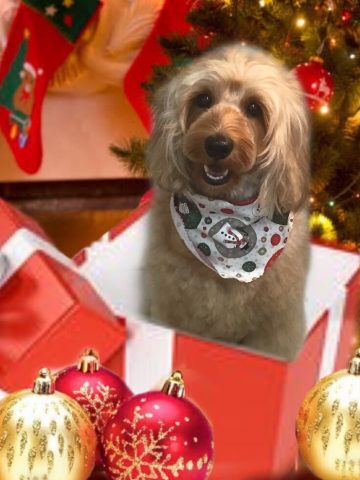 オーストラリアンラブラドゥードゥル