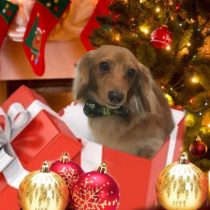 Mダックスフント