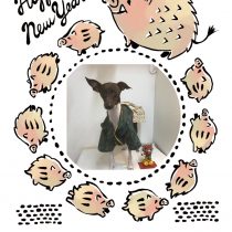 イタリアングレーハウンド