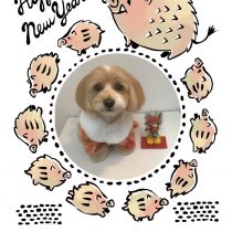 チワワ×トイプードルmix