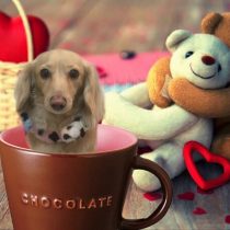 Mダックスフント