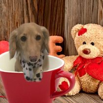 Mダックスフント