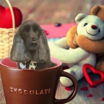 イングリッシュコッカースパニエル