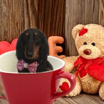 Mダックスフント