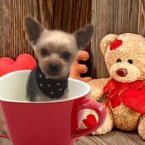 ヨークシャーテリア