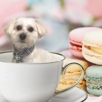 マルチーズ×トイプードルmix