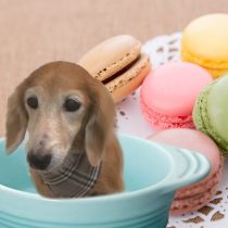 Mダックスフント