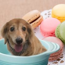 Mダックスフント