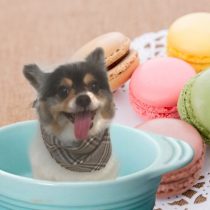 パピヨン×チワワmix