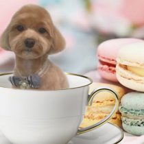 マルチーズ×トイプードルmix