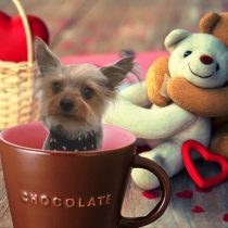 ヨークシャーテリア