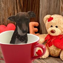 イタリアングレーハウンド