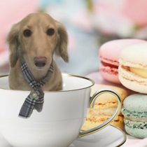 Mダックスフント