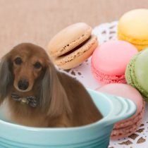 Mダックスフント