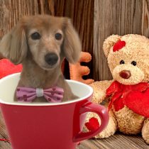 Mダックスフント